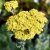 Achillea hybr. Moonshine, Gyllenröllika, P9cm