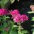 Spiraea japonica Dart´s Red