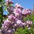 Syringa vulgaris Katherine Havemeyer, Ädelsyrén