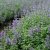 Nepeta faassenii Junior Walker ®, Kantnepeta / Kattmynta