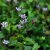 Tricyrtis hirta, Hårig Skugglilja, P9cm