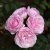 austin Olivia Rose (Ausmixture), Engelsk Buskros, C6