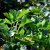 Acanthus mollis, Mjukakantus, P9cm