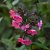 Phlox paniculata Orange Perfection, Höstflox