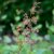 Macleaya cordata, Vippvallmo, P9cm