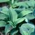 Hosta hybr. Blue Mouse Ears, Funkia