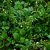 Claytonia sibirica