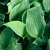 Hosta hybr. Empress Wu ®, Funkia