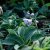Hosta hybr. Blue Mouse Ears, Funkia
