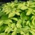 Aralia cordata Sun King ®, Sallatsaralia