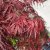 Acer palmatum Garnet (Dissectum Garnet), Japansk Blodlönn