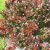 Berberis thunbergii Atropurpurea Nana, Dvärgberberis