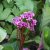 Bergenia hybr. Rotblum, Trädgårdsbergenia, P9cm