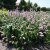 Bistorta officinalis Superba, Stor Ormrot, SQ1