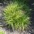 Carex muskingumensis Silberstreif, Palmstarr, SQ1