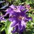 patens The President, Klematis Storblommig, C2