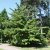 Cornus controversa, Pagodkornell