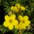 Dasiphora fruticosa Goldfinger, Ölandstok