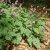 Dicentra formosa