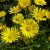 Doronicum orientale Little Leo, Vårkrage, P9cm