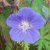 Geranium hybr. Brookside