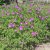 Geranium sanguineum