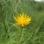 Helianthus salicifolius, Skobandssolros, SQ1