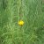 Helianthus salicifolius, Skobandssolros, SQ1