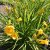 Hemerocallis hybr. Stella d´Oro, Daglilja, SQ1
