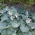 Hosta sieboldiana