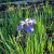 Iris sibirica Blue Moon