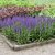 Salvia x sylvestris May Night (Mainacht), Stäppsalvia/Skogssalvia