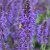 Salvia x sylvestris May Night (Mainacht), Stäppsalvia/Skogssalvia