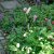 Sanguisorba obtusa, Rosenpimpinell