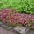 Saxifraga arendsii Peter Pan