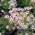 Saxifraga cotyl. Southside Seedling, Fjällbrud, P9cm