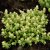 Sedum acre Yellow Queen, Gul Fetknopp, P9cm
