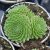 Sempervivum tectorum, Taklök