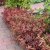 Spiraea japonica Goldflame, Praktspirea