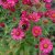 Symphyotrichum (Aster) novae-angliae Alma Pötschke