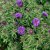Symphyotrichum (Aster) novae-angliae Purple Dome