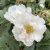 rugosa Lac Majeau, Kanadensisk Buskros, C4