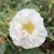 rugosa Lac Majeau, Kanadensisk Buskros, C4