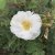 rugosa Lac Majeau, Kanadensisk Buskros, C4