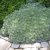 Artemisia schmidtiana Nana, Japansk Malört / Krypmalört