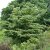 Cornus controversa, Pagodkornell