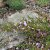 Cytisus purpureus (Chamaecytisus purpureus), Rosenginst