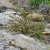 Cytisus purpureus (Chamaecytisus purpureus), Rosenginst