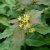 Diervilla lonicera
