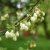 Halesia carolina, Snödroppsträd